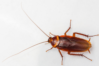 American Cockroach