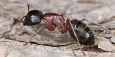 Carpenter Ants