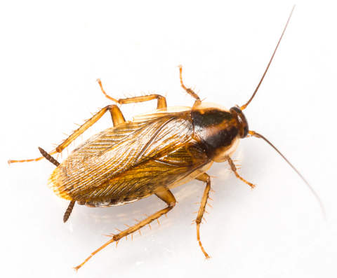 German Cockroach